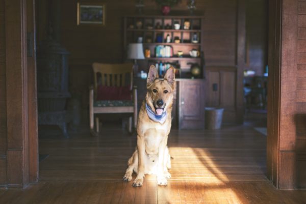 do-german-shepherds-get-along-with-cats