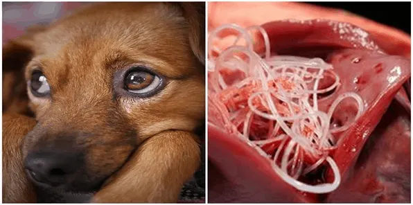 heartworm in dogs