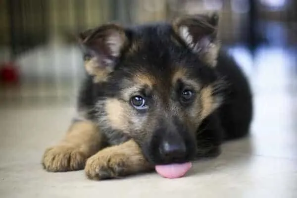 how-to-stop-german-shepherd-puppy-from-biting