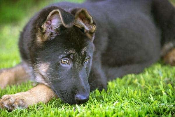 how-to-stop-german-shepherd-puppy-from-biting