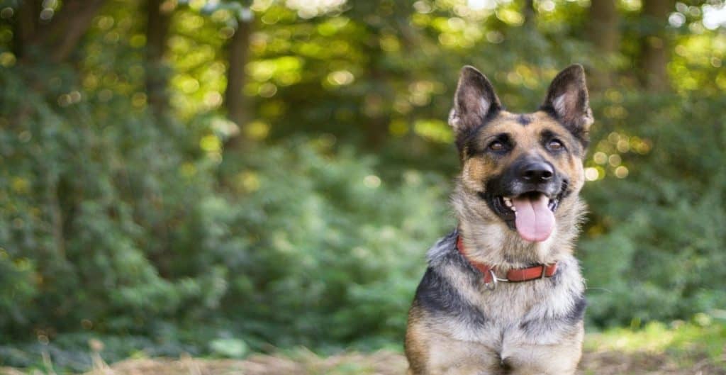 how your german shepherd dog can get worms 