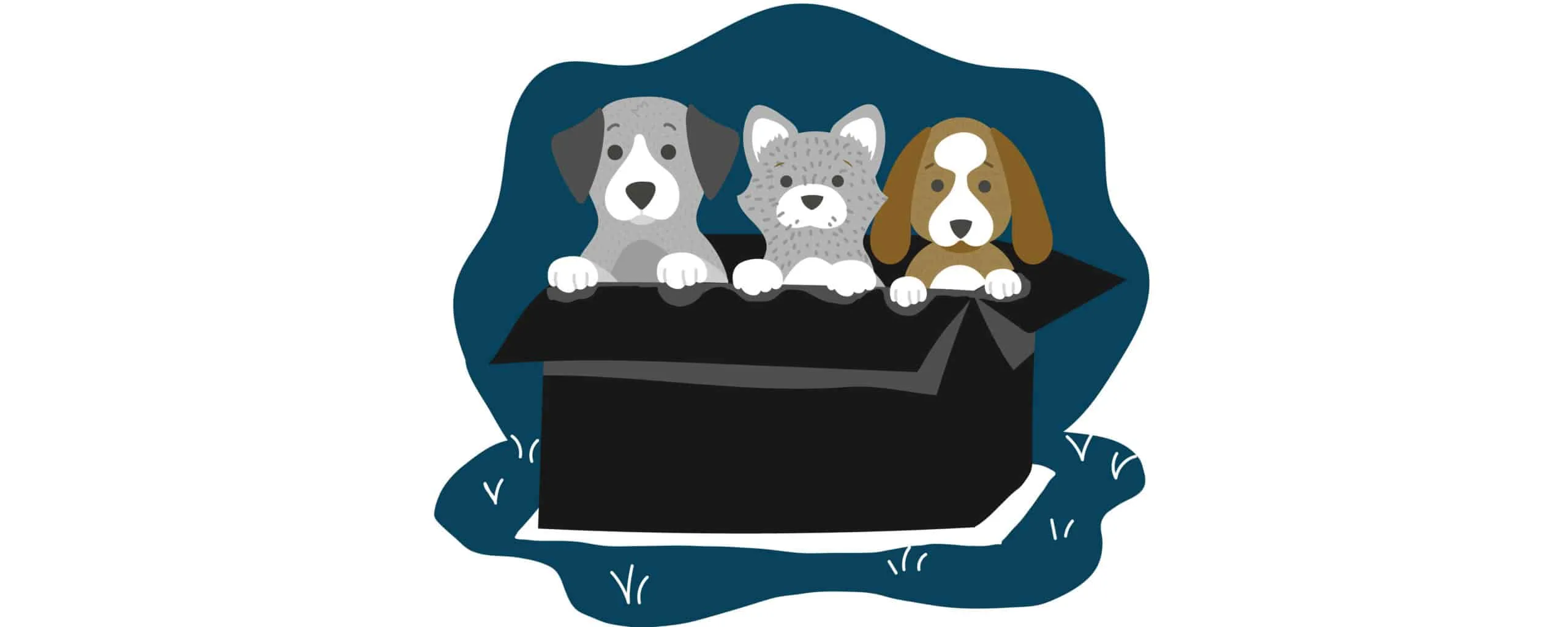 Three dogs in a box