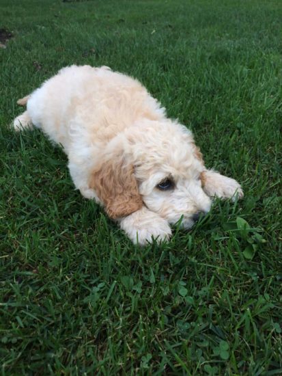 Australian-Shepherd-labradoodle-mix