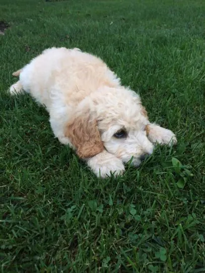 Australian-Shepherd-labradoodle-mix