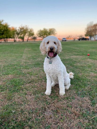 Australian-Shepherd-labradoodle-mix