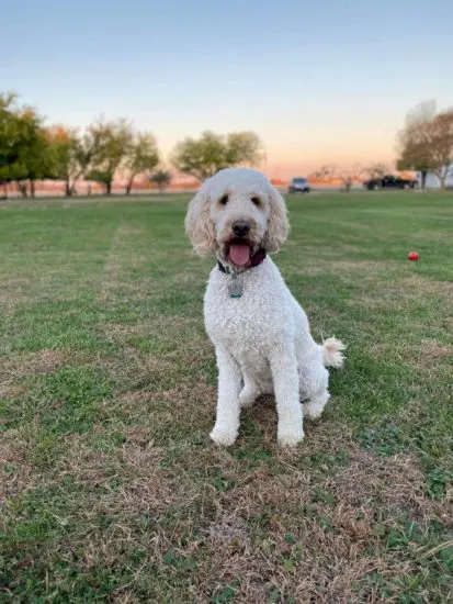 Australian-Shepherd-labradoodle-mix