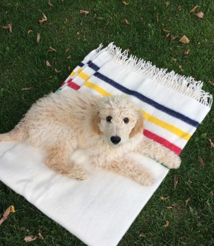 Australian-Shepherd-labradoodle-mix