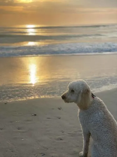 Australian-Shepherd-labradoodle-mix