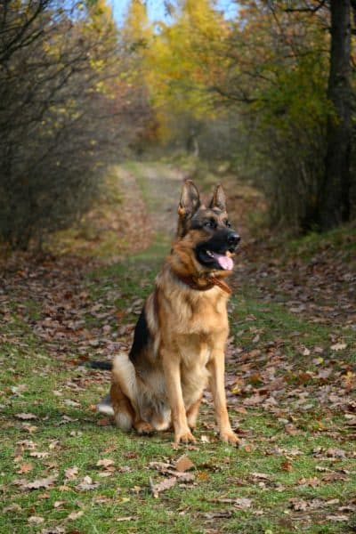 list-of-shepherd-dog-breeds