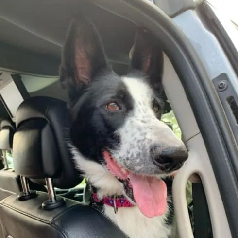 panda-german-shepherd-sticking-its-head-out-the-window-of-car