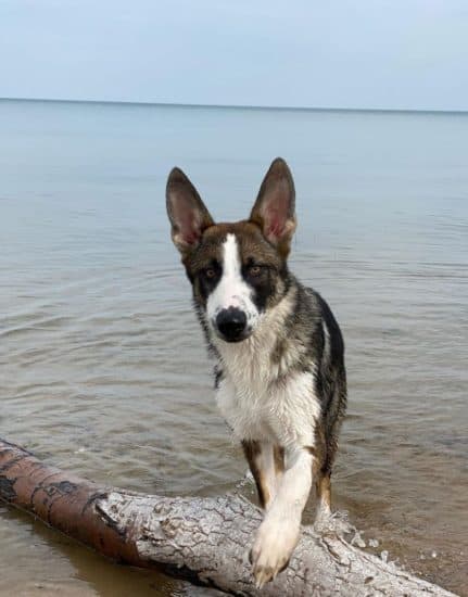 panda-german-shepherd-standing-in-water