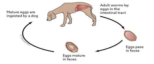 whiworm parasites in dogs
