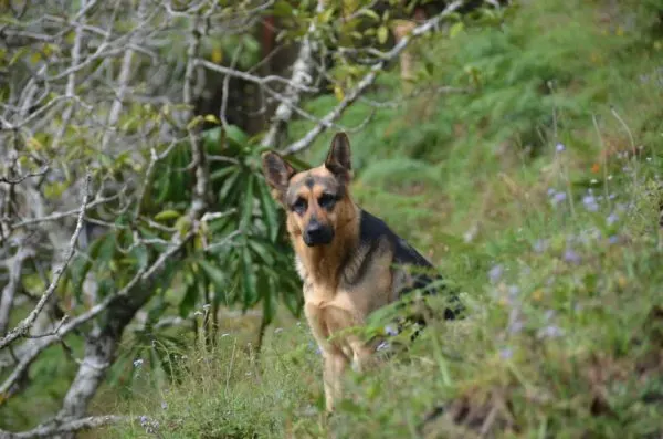 Airedale-Terrier-German-Shepherd-mix