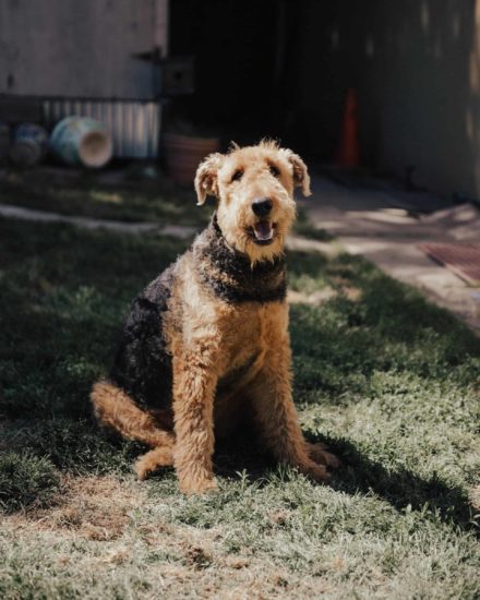 Airedale-Terrier-German-Shepherd-mix