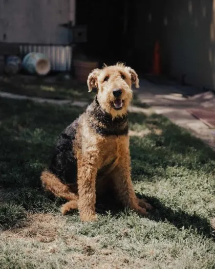 Airedale-Terrier-German-Shepherd-mix