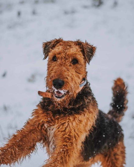 Airedale-Terrier-German-Shepherd-mix