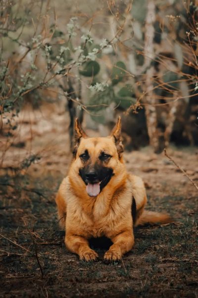 Airedale-Terrier-German-Shepherd-mix