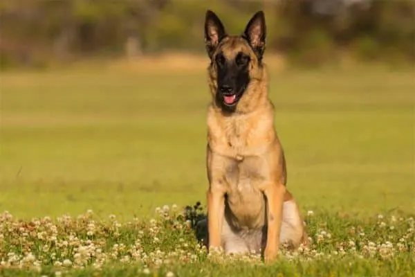 Are-Belgian-Malinois-Easy-To-Train