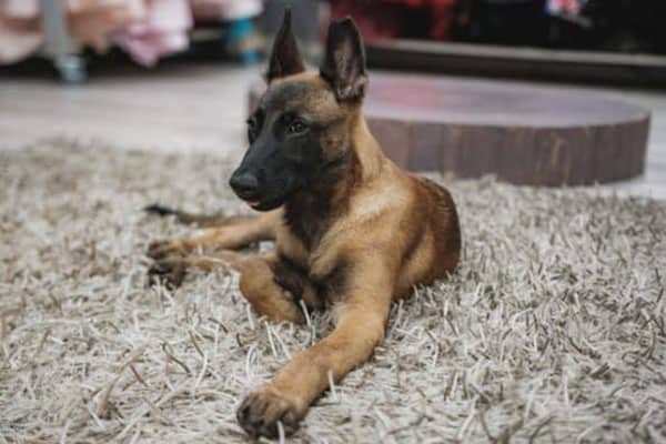 Are-Belgian-Malinois-Easy-To-Train