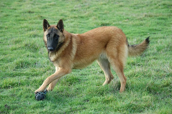 Are Belgian Malinois Heavy Shedders?