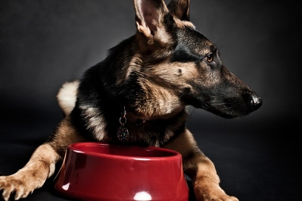 Are-German-Shepherds-Allergic-to-Chicken