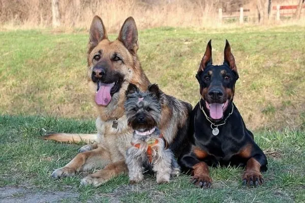 Are-German-Shepherds-Friendly-Around-Other-Dogs
