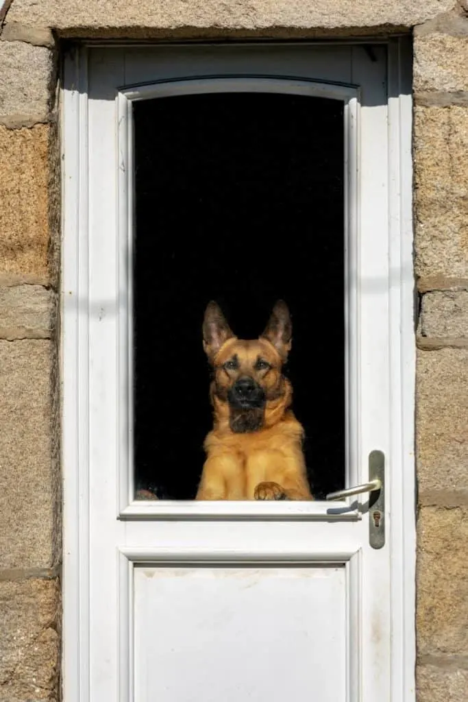 Are-German-Shepherds-Good-Guard-Dogs