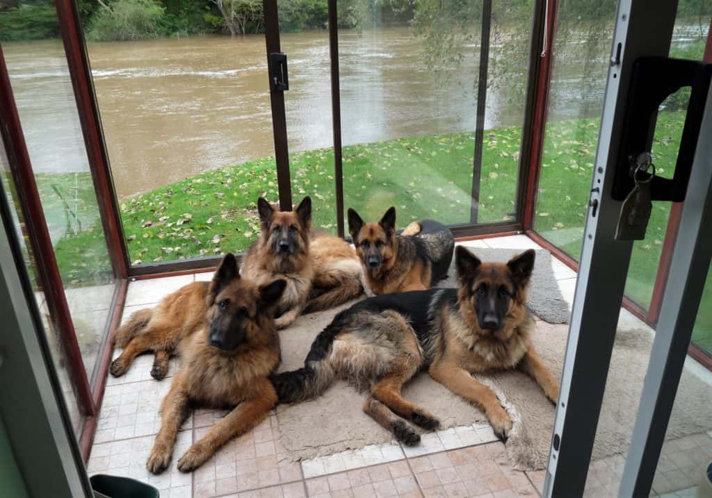 Are-German-Shepherds-Good-Guard-Dogs