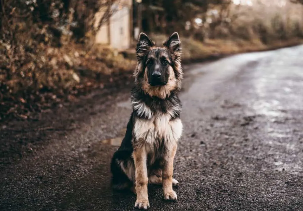 Are-German-Shepherds-Good-With-Kids
