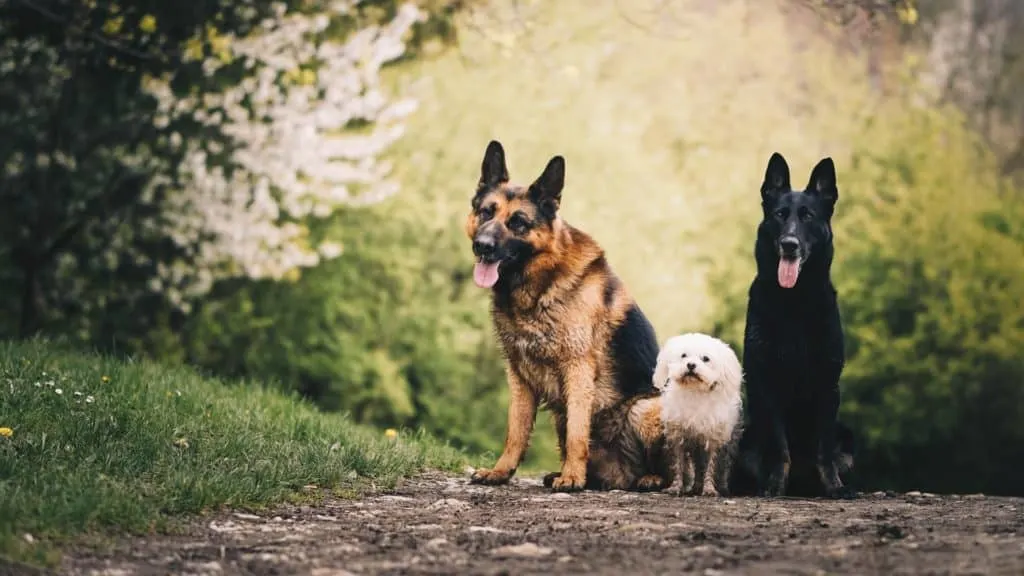 Are-German-Shepherds-Good-With-Kids