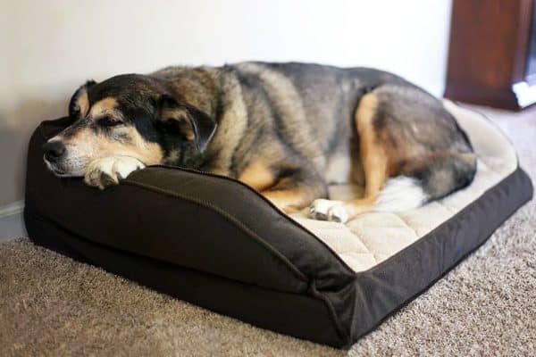 At-What-Age-Do-Dogs-Get-Arthritis