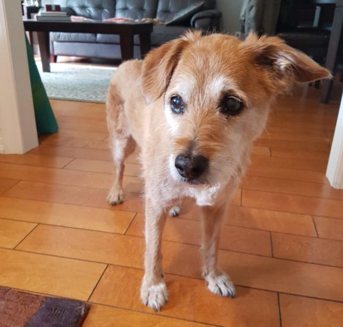 At-What-Age-Do-Dogs-Get-Arthritis