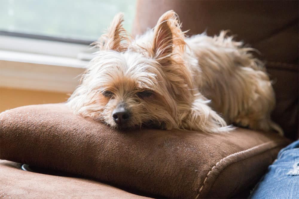 At-What-Age-Do-Dogs-Get-Arthritis