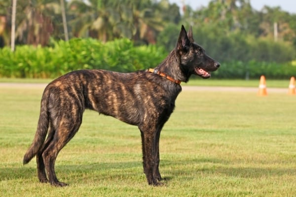 At-What-Age-Is-a-Dutch-Shepherd-Full-Grown