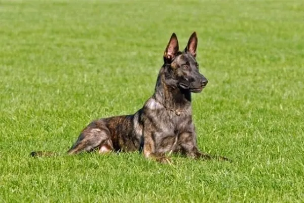 At-What-Age-Is-a-Dutch-Shepherd-Full-Grown