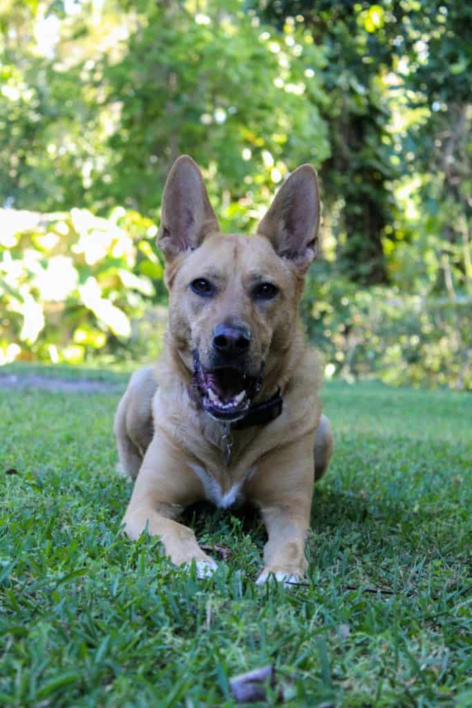 Australian-Kelpie-German-Shepherd-Mix