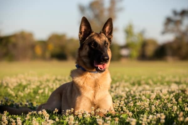 Belgian-Malinois-in-the-field