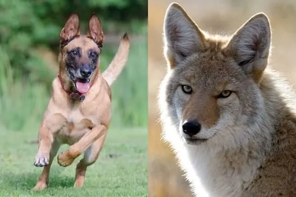 Belgian-Malinois-Coyote-Mix