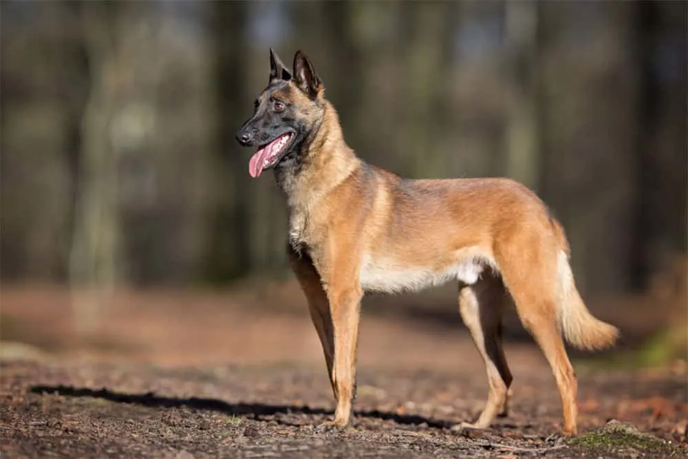 Are Belgian Malinois Heavy Shedders?