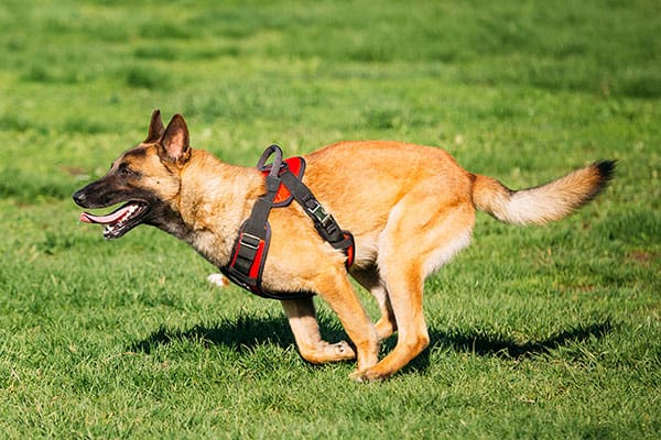 Are-Belgian-Malinois-Easy-To-Train