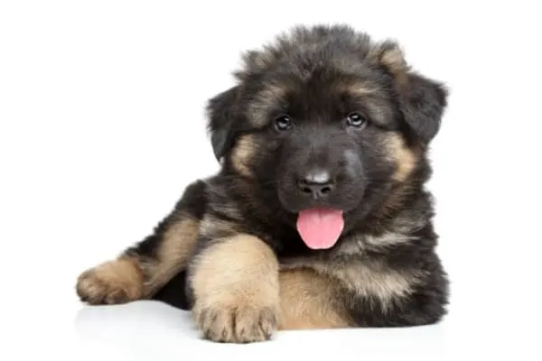 Best-Age-to-Get-a-German-Shepherd-Puppy