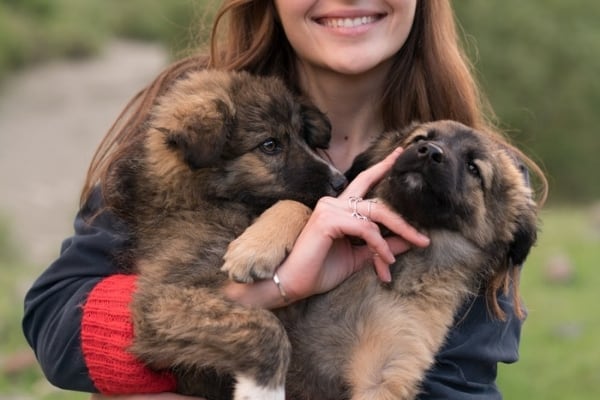 Best-Age-to-Buy-a-German-Shepherd-Puppy