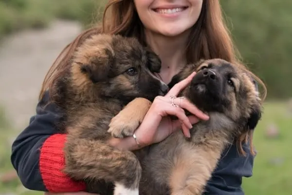 Best-Age-to-Buy-a-German-Shepherd-Puppy