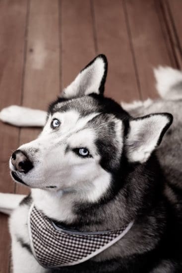 siberian-husky-laying-on-ground