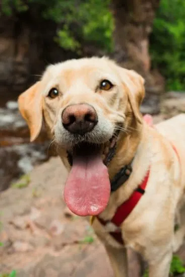 labrador-retriever-looking-at-the-camera-in-forest 