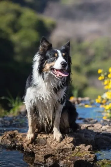 border-collie-dog