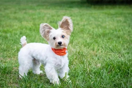 toy-sized-small-dog-on-grass