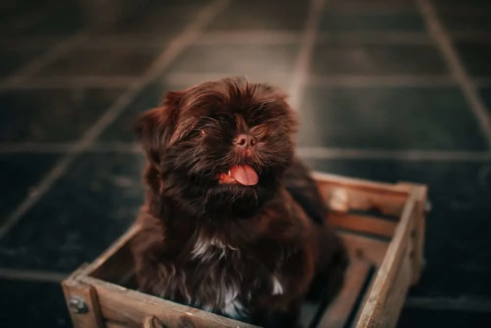 Bichon-Frise-puppy-in-crate