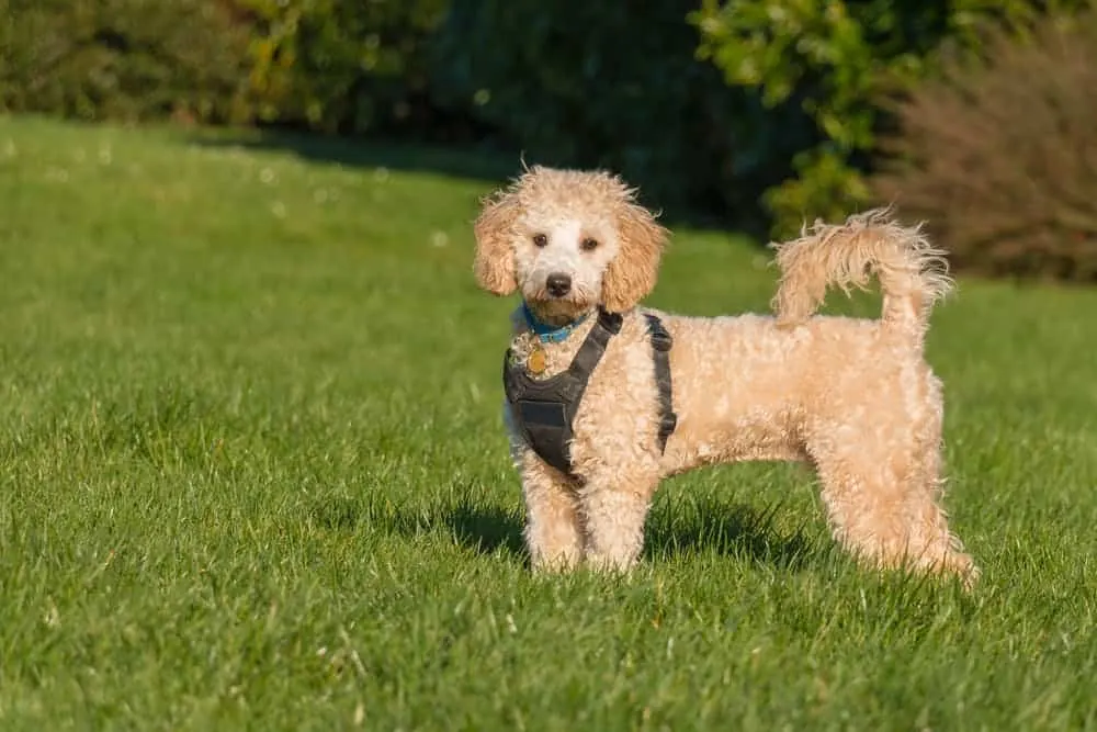 Bichon-Frise-Standing