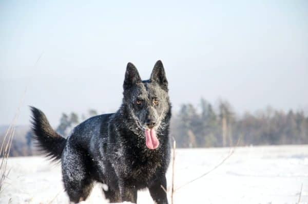 Blue-German-Shepherd-in-the-snow